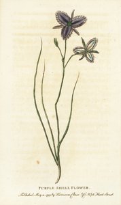 Fiore di conchiglia viola del Nuovo Galles del Sud, Australia da Unbekannter Künstler
