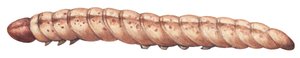 Pyrale du mais - Piralide del mais (Ostrinia nubilalis) da Unbekannter Künstler