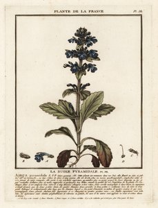 Bugola piramidale, Ajuga pyramidalis da Unbekannter Künstler