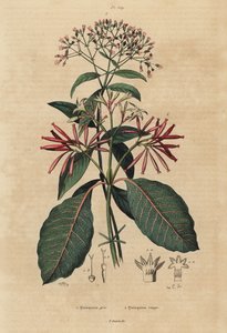 Chinino, Cinchona officinalis 1 e Ladenbergia oblongifolia, vulnerabile, 2 da Unbekannt