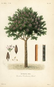 Corteccia di china, Cinchona officinalis, Cinchona condaminea da Unbekannt