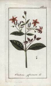 Chincona (Cinchona officinalis)