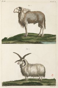 Arieti da Unbekannt