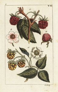 Varietà di lamponi