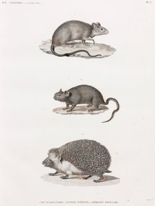Ratto di Alessandria; Echimis dall