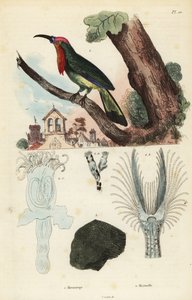 Gruccione barbuto rosso, Nyctyornis amictus, e briozoo fungoide, Plumatella fungosa
