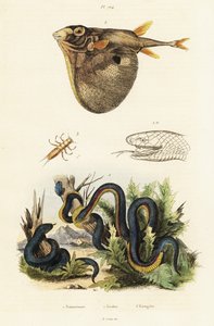 Serpente nero dal ventre rosso e pesce palla a tre denti da Unbekannter Künstler