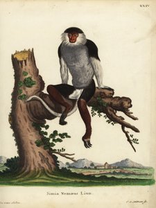 Douc dalle gambe rosse, Pygathrix nemaeus. In pericolo. Simia nemaeus Linn. Incisione a mano colorata su rame di Johann Sebastian Leitner dopo un