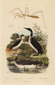 Strolaga minore, Gavia stellata 2, strolaga maggiore, Gavia immer 3, strolaga mezzana, Gavia arctica 4, e cimice dalle zampe filiformi, specie Emesini da Unbekannt