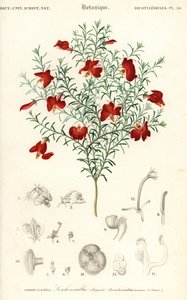 Leschenaultia rossa, Leschenaultia formosa (incisione)