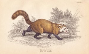 Panda rosso, Ailurus fulgens. Vulnerabile. Da un esemplare nel Museo della Linnean Society. Incisione su acciaio colorata a mano di Lizars dopo un