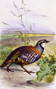 Pernice rossa, c.1850 da Unbekannter Künstler