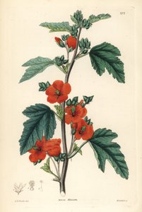 Globemallow rosso porpora, Sphaeralcea miniata (Malva miniata)