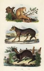 Loris sottile rosso, Loris tardigradus in pericolo, lupo, Canis lupus e lontra eurasiatica, Lutra lutra da Unbekannt