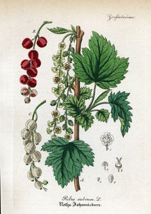Ribes rosso, Ribes rubrum. Incisione a mano colorata su rame dal Hand-Atlas sammtlicher mediinisch-pharmaceutischer Gewachse di Dr. Willibald Artus da Unbekannter Künstler