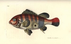 Mangiatore di terra a strisce rosse, Geophagus surinamensis (sparus del Suriname, Sparus surinamensis) da Unbekannter Künstler