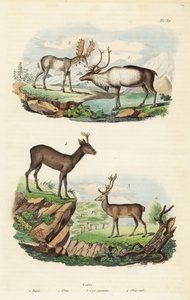 Renna, Rangifer tarandus 1, alce, Alces alces 2, cervo rosso, Cervus elaphus 3, e capriolo europeo, Capreolus capreolus 4