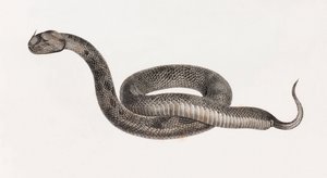 Rettile: Una vipera da Unbekannt