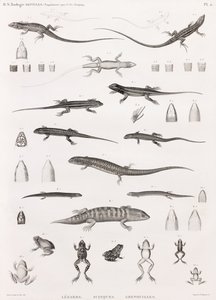 Rettili: serie di illustrazioni di lucertole, scinchi e rane da Unbekannt