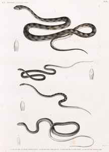 Rettile: serie di illustrazioni di serpenti