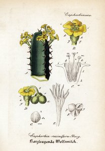 Euforbia resinosa, Euphorbia resinifera. Incisione a rame colorata a mano dal 