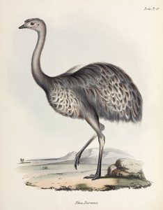 Nandù, Sud America, c. 1832-1836 da Unbekannter Künstler