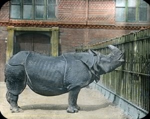 Rinoceronte da Unbekannter Künstler