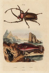 Coleottero scarabeo rinoceronte, Golofa porteri 1, pesce scaride cretese, Scarus creticus 2, e coleottero Scarites buparius 3 da Unbekannt