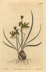 Albuca a nastro, Albuca vittata da Unbekannt