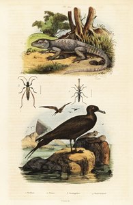 Agama rocciosa e jaeger parassita, 1834-1839 (incisione) da Unbekannter Künstler