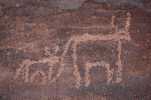 Arte rupestre, Preistoria: Incisione di una mucca e del suo vitello nel massiccio di Uweinat, Egitto. (Periodo da 8000 a 3000 anni a.C.) da Unbekannt