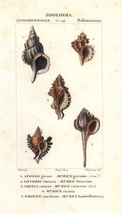 Lumache di roccia dal "Dizionario di Scienze Naturali" di Jussieu, Firenze, Italia
