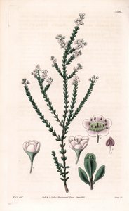 Trittomene rocciosa, Thryptomene saxicola (arbusto roccioso del sud-ovest australiano). Incisione a mano colorata da 