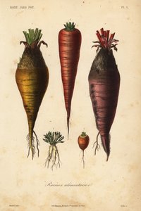 Radici alimentari da Unbekannt