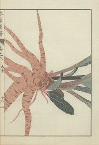 Radici e steli della pianta di inula helenium. Yellowhead. Mokkou da Unbekannter Künstler