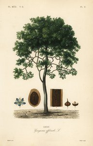 Guaiaco, Guaiacum officinale da Unbekannt