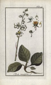 Pirola a foglie rotonde. Litografia da 