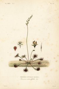 Drosera a foglie rotonde da Unbekannt