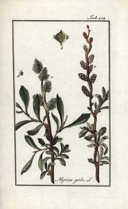 Mirica gale. Litografia da 