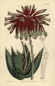 Aloe perfoliata o aloe mitriforme, Aloe perfoliata (Aloe mitriforme minore, Aloe mitraeformis brevifolia) da Unbekannt