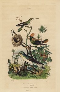 Colibrì dalla coda ruggine, Amazilia tzacatl, coquette crestato, Lophornis ornatus, e colibrì dalle orecchie nere, Heliothryx auritus da Unbekannt