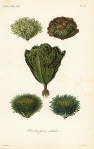 Verdure per insalata da Unbekannt