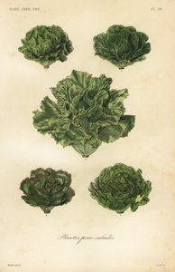 Verdure per insalata da Unbekannt