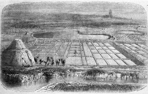 Produzione di sale: saline della Francia meridionale. Incisione del XIX secolo da Unbekannt