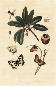 Sapodilla e falene da Unbekannter Künstler