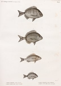 Sargue Enrouee; Sargue Ordinaire; Pagre Mormyre & Sargue Annulaire da Unbekannt