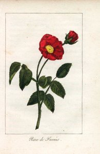 Rosa scarlatta di Provenza (incisione)