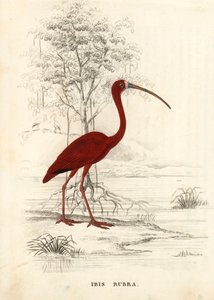 Ibis scarlatto, Eudocimus ruber (Ibis rubra). Incisione su acciaio colorata a mano dalla 