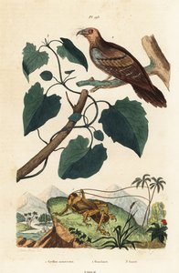 Grillo Schizodactylus monstrosus, uccello dell