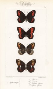 Scotch argus, Erebia aethiops, large ringlet, Erebia euryale, autumn ringlet, Erebia neoridas (ventrale), e Arran brown, Erebia ligea (ventrale) da Unbekannter Künstler